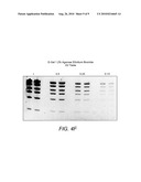 DETECTION OF IMMOBILIZED NUCLEIC ACID diagram and image