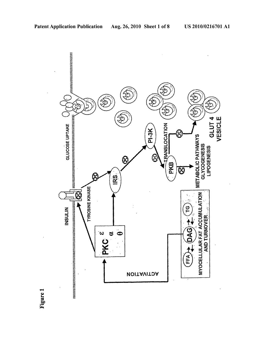 Protein Kinase C Inhibitors for Prevention of Insulin Resistance and Type 2 Diabetes - diagram, schematic, and image 02