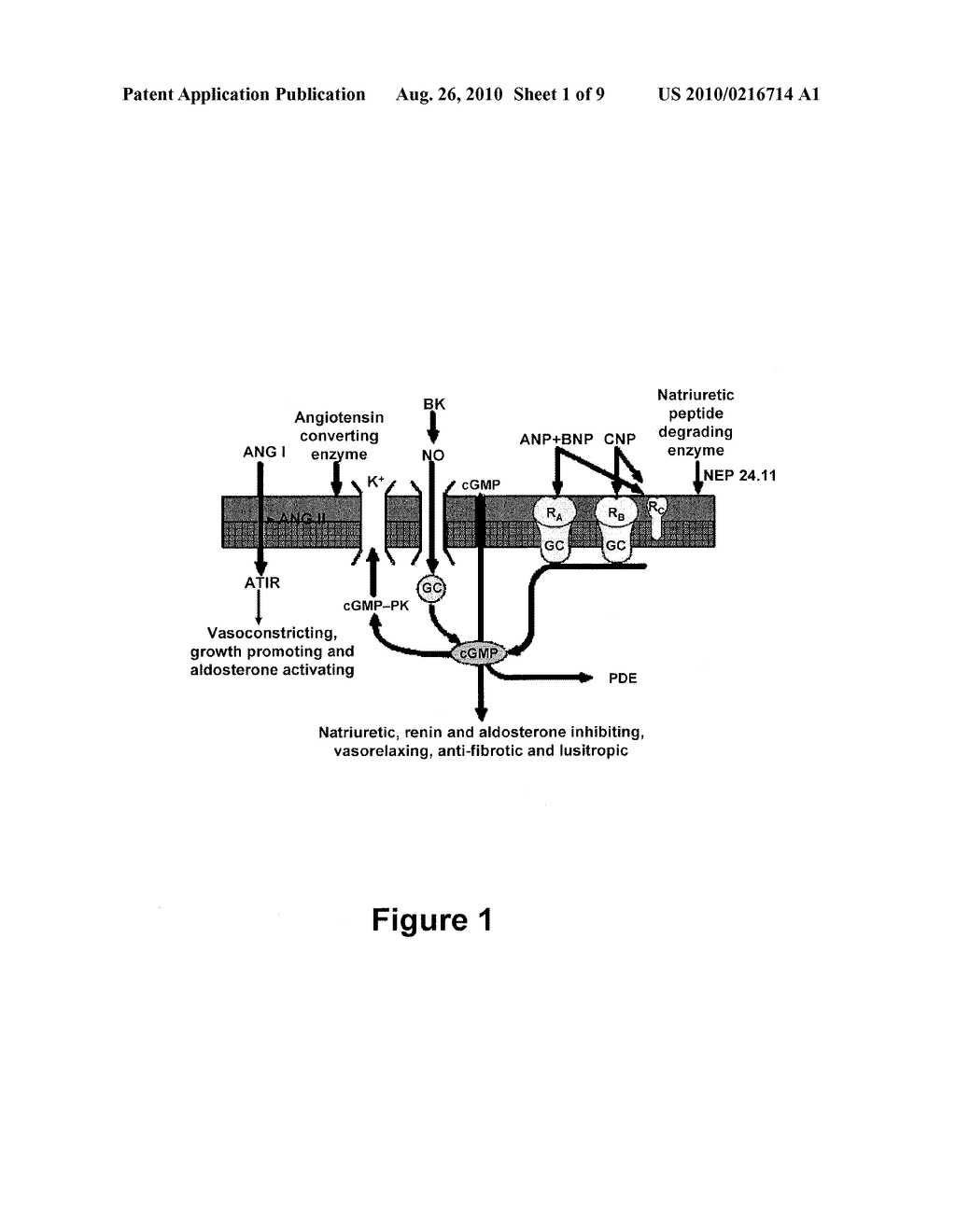 NATRIURETIC COMPOUNDS, CONJUGATES, AND USES THEREOF - diagram, schematic, and image 02