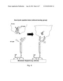 IMMOBILISATION OF POLYPEPTIDES BY IRRADIATION diagram and image