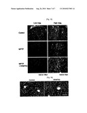 1,2,3,4-TETRAHYDROISOQUINOLINE DERIVATIVES HAVING EFFECTS OF PREVENTING AND TREATING DEGENERATIVE AND INFLAMMATORY DISEASES diagram and image