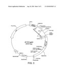 Methods for Producing Antibodies diagram and image