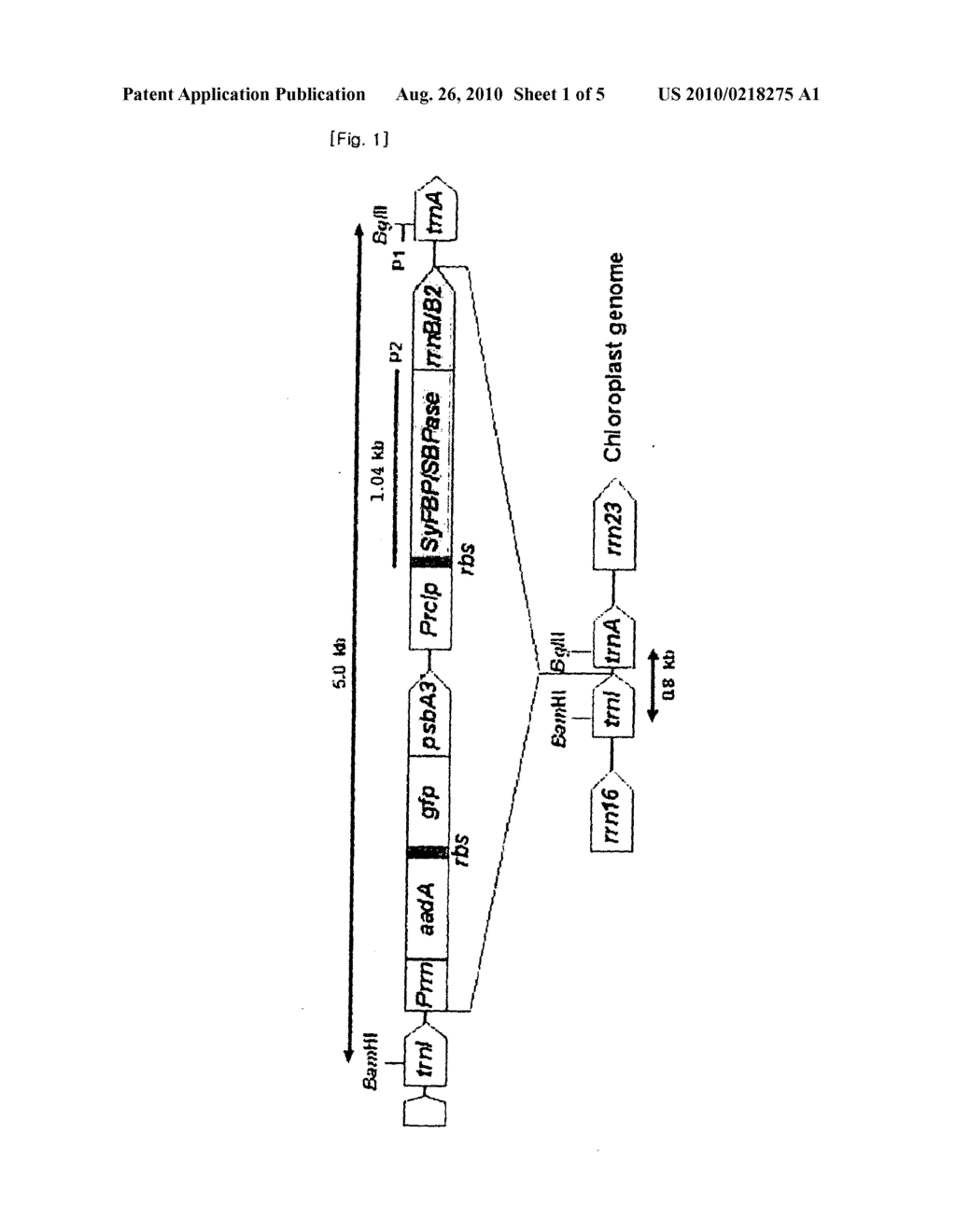 METHOD FOR INCREASING SALT TOLERANCE OF PLANT BY OVEREXPRESSING SYFBP/SBPASE GENE ISOLATED FROM SYNECHOCYSTIS AND PLANT PRODUCED BY THE SAME - diagram, schematic, and image 02