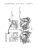 PROPROTEINS AND METHODS OF USE THEREOF diagram and image