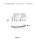 Compositions and Methods for Treatment of Cancer diagram and image