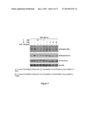 Compositions and Methods for Treatment of Cancer diagram and image