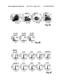 T CELL IMMUNOMODULATION BY PLACENTA CELL PREPARATIONS diagram and image