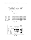 DYNAMIN MEDIATED DISEASES AND ASSOCIATED METHODS AND PRODUCTS diagram and image