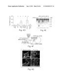 DYNAMIN MEDIATED DISEASES AND ASSOCIATED METHODS AND PRODUCTS diagram and image