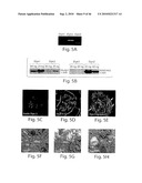 DYNAMIN MEDIATED DISEASES AND ASSOCIATED METHODS AND PRODUCTS diagram and image