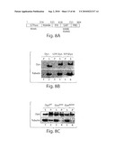 DYNAMIN MEDIATED DISEASES AND ASSOCIATED METHODS AND PRODUCTS diagram and image