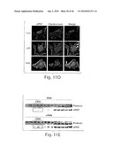 DYNAMIN MEDIATED DISEASES AND ASSOCIATED METHODS AND PRODUCTS diagram and image