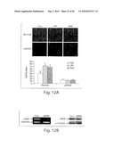 DYNAMIN MEDIATED DISEASES AND ASSOCIATED METHODS AND PRODUCTS diagram and image