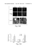 DYNAMIN MEDIATED DISEASES AND ASSOCIATED METHODS AND PRODUCTS diagram and image