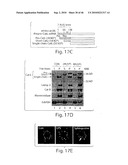 DYNAMIN MEDIATED DISEASES AND ASSOCIATED METHODS AND PRODUCTS diagram and image