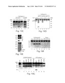 DYNAMIN MEDIATED DISEASES AND ASSOCIATED METHODS AND PRODUCTS diagram and image