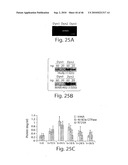 DYNAMIN MEDIATED DISEASES AND ASSOCIATED METHODS AND PRODUCTS diagram and image