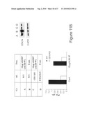 Synthetic derivatives beta glycolipids and compositions thereof for the treatment of pathologic disorders diagram and image