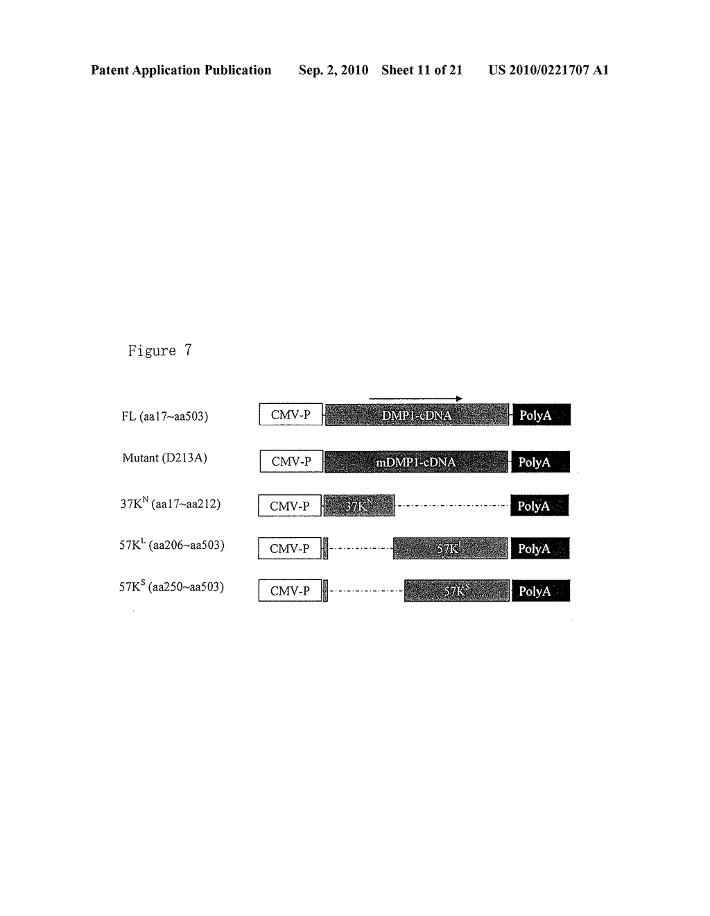 DIAGNOSTIC METHODS FOR DETECTING CONGENITAL BONE DEFECTS - diagram, schematic, and image 12