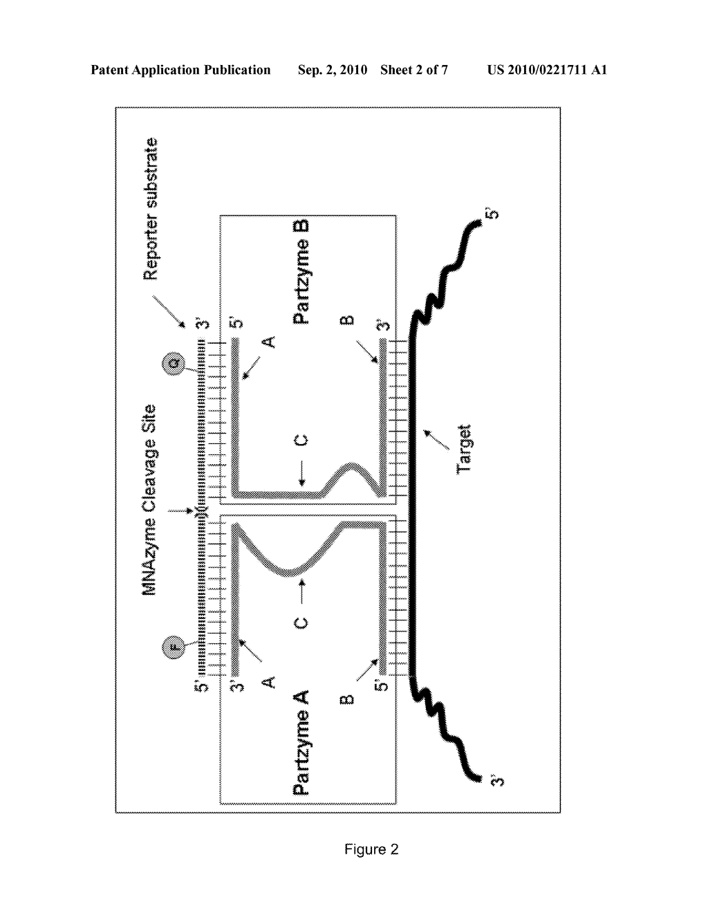 Respiratory Syncytial Virus (RSV) Viral Load Detection Assay - diagram, schematic, and image 03