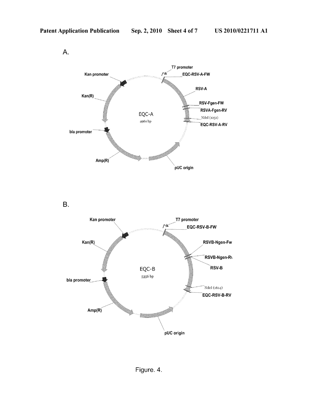 Respiratory Syncytial Virus (RSV) Viral Load Detection Assay - diagram, schematic, and image 05