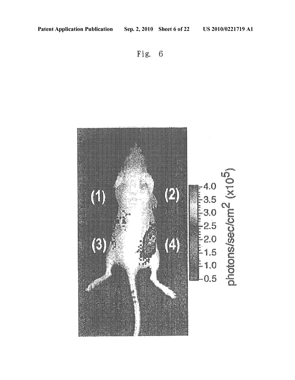 Probes for detecting protein nuclear transport and method for detecting and quantifying protein nuclear transport using the same - diagram, schematic, and image 07