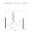 SHOTGUN DNA MAPPING BY UNZIPPING diagram and image