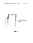 Methods to obtain recombinant proteins with increased sialylation from cells that express adenovirus E1A protein, and proteins obtained thereby diagram and image