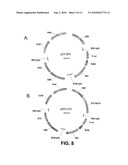 Methods to obtain recombinant proteins with increased sialylation from cells that express adenovirus E1A protein, and proteins obtained thereby diagram and image