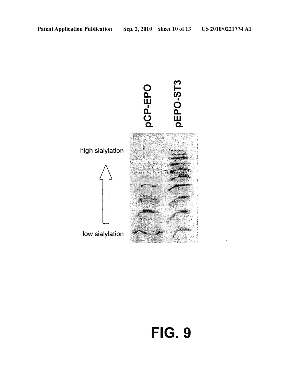 Methods to obtain recombinant proteins with increased sialylation from cells that express adenovirus E1A protein, and proteins obtained thereby - diagram, schematic, and image 11