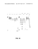 Methods to obtain recombinant proteins with increased sialylation from cells that express adenovirus E1A protein, and proteins obtained thereby diagram and image