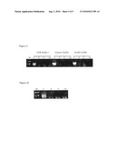 Isothermal Strand Displacement Amplification Using Primers Containing a Non-Regular Base diagram and image