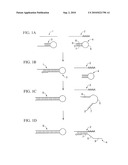 Analyzing Messenger RNA and Micro RNA in the Same Reaction Mixture diagram and image