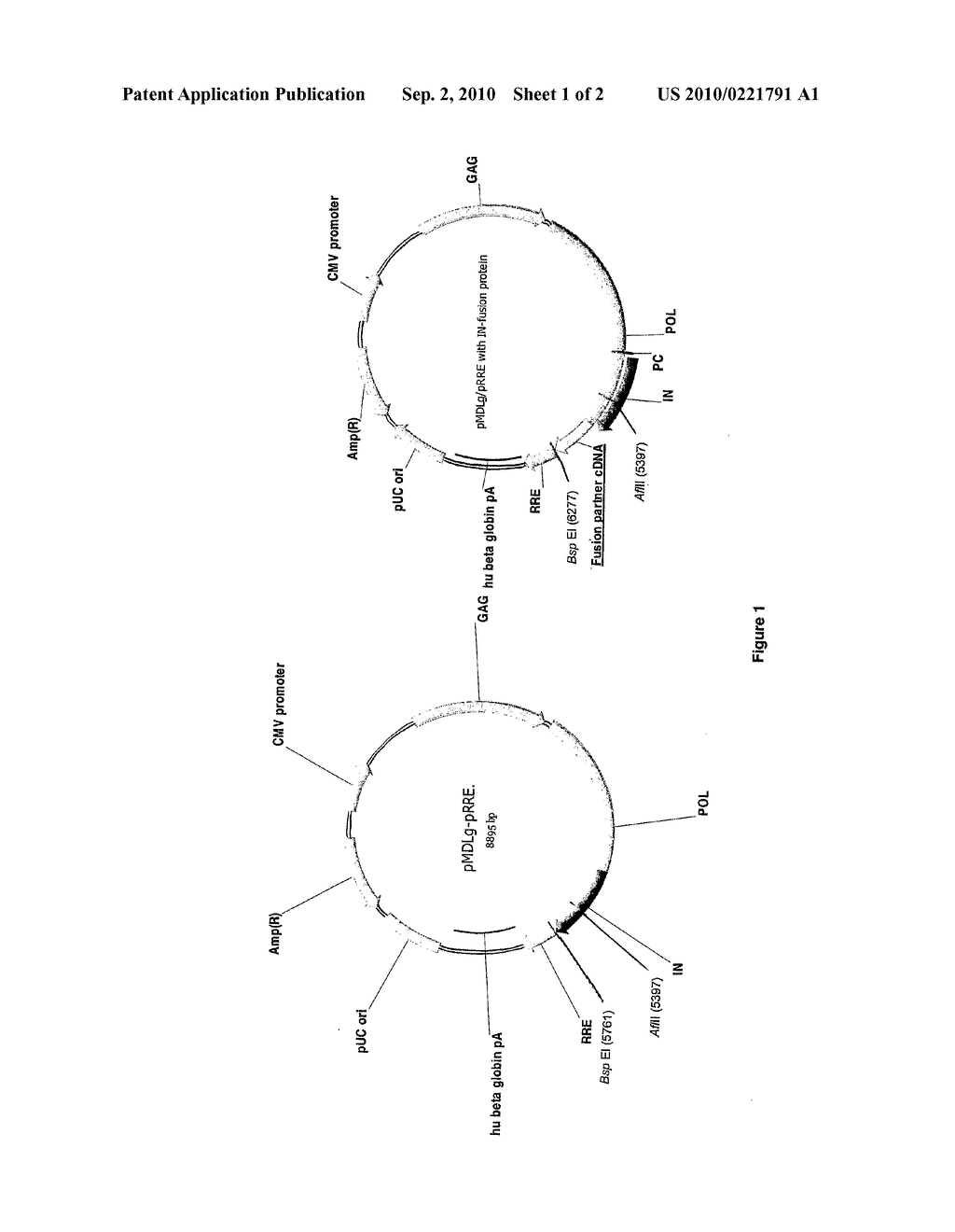 Method for Incorporating Proteins Into Lentivirus Vectors - diagram, schematic, and image 02