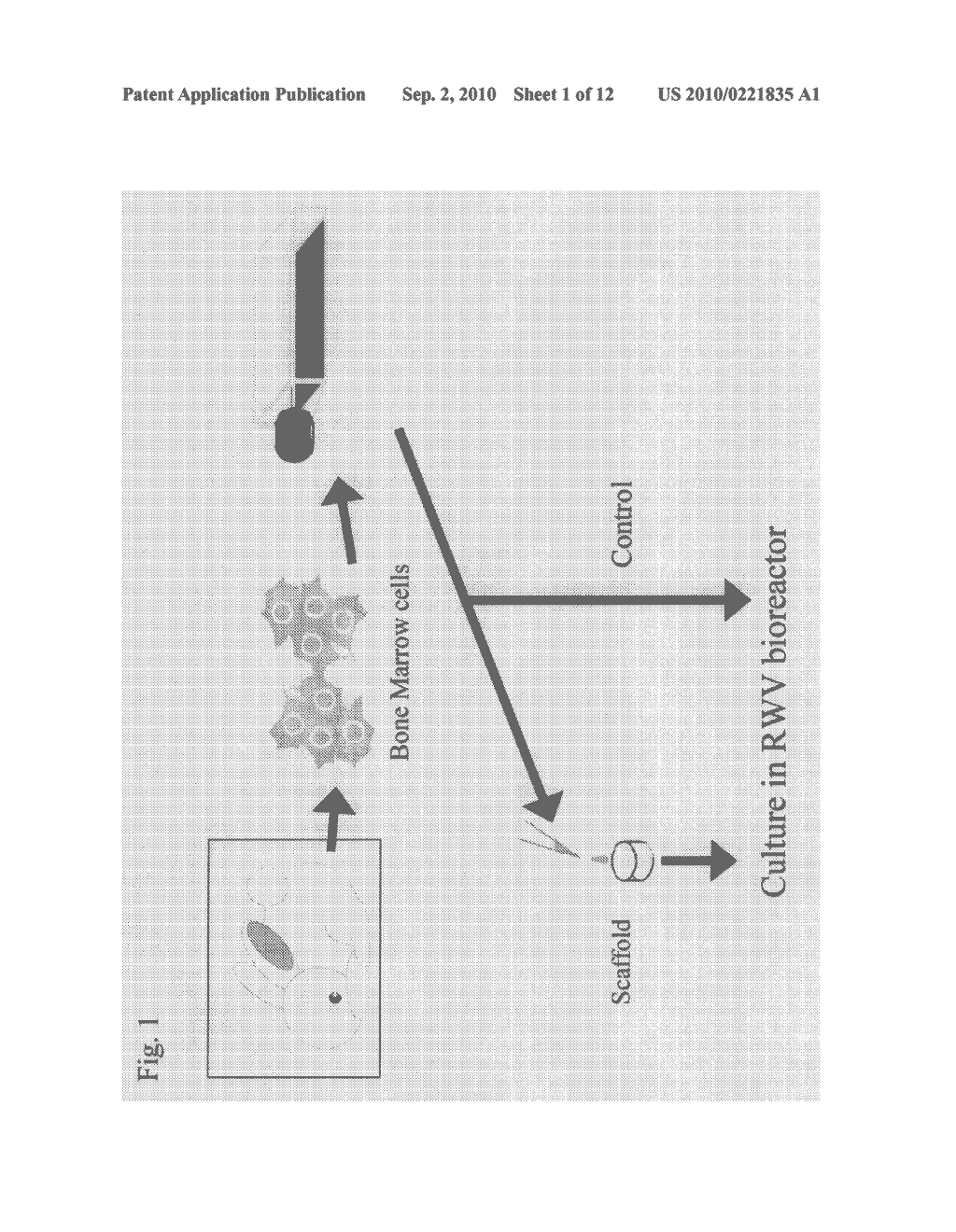 METHOD FOR CARTILAGE TISSUE REGENERATION VIA SIMULATED MICROGRAVITY CULTURE USING SCAFFOLDS - diagram, schematic, and image 02