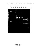 Asymmetrical Adapters And Methods Of Use Thereof diagram and image