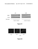 PEPTIDES WITH THE CAPACITY TO BIND TO TRANSFORMING GROWTH FACTOR beta 1 (TGF-beta 1) diagram and image