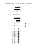 VITAMIN D AND VITAMIN D ANALOGS OR DERIVATIVES AS NEW ANTI-HYPERTENSIVE AGENTS diagram and image