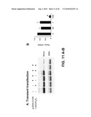 VITAMIN D AND VITAMIN D ANALOGS OR DERIVATIVES AS NEW ANTI-HYPERTENSIVE AGENTS diagram and image