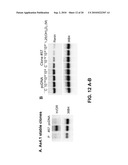 VITAMIN D AND VITAMIN D ANALOGS OR DERIVATIVES AS NEW ANTI-HYPERTENSIVE AGENTS diagram and image