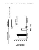 VITAMIN D AND VITAMIN D ANALOGS OR DERIVATIVES AS NEW ANTI-HYPERTENSIVE AGENTS diagram and image