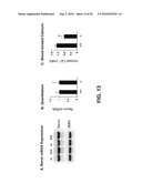 VITAMIN D AND VITAMIN D ANALOGS OR DERIVATIVES AS NEW ANTI-HYPERTENSIVE AGENTS diagram and image