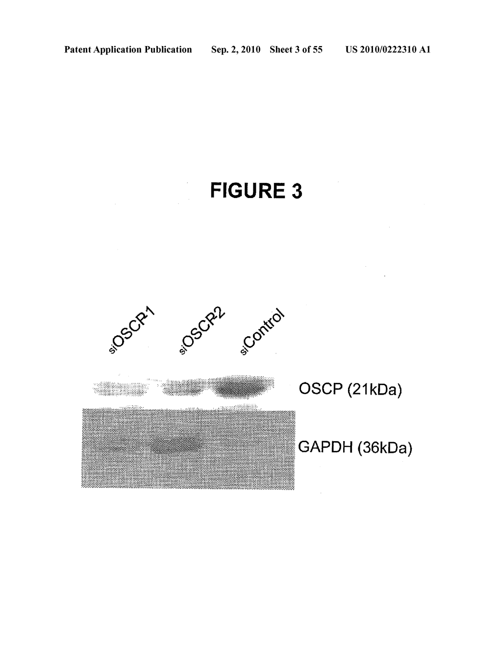 BENZODIAZEPINE COMPOSITIONS FOR TREATING EPIDERMAL HYPERPLASIA AND RELATED DISORDERS - diagram, schematic, and image 04