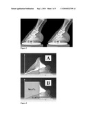 METHOD OF MEASURING QUALITY OF THE EQUINE DISTAL PHALLANGE FROM A LATERAL-MEDIAL RADIOGRAPH diagram and image