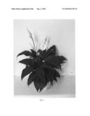 SPATHIPHYLLUM PLANT NAMED  MICKEY  diagram and image