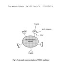 MHC Peptide Complexes and Uses Thereof in Infectious Diseases diagram and image