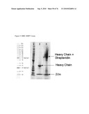 MHC Peptide Complexes and Uses Thereof in Infectious Diseases diagram and image