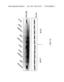 Novel Class of Monospecific and Bispecific Humanized Antibodies that Target the Insulin-like Growth Factor Type I Receptor (IGF-1R) diagram and image