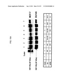 Novel Class of Monospecific and Bispecific Humanized Antibodies that Target the Insulin-like Growth Factor Type I Receptor (IGF-1R) diagram and image