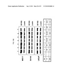 Novel Class of Monospecific and Bispecific Humanized Antibodies that Target the Insulin-like Growth Factor Type I Receptor (IGF-1R) diagram and image